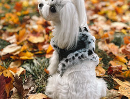 Cruella 1