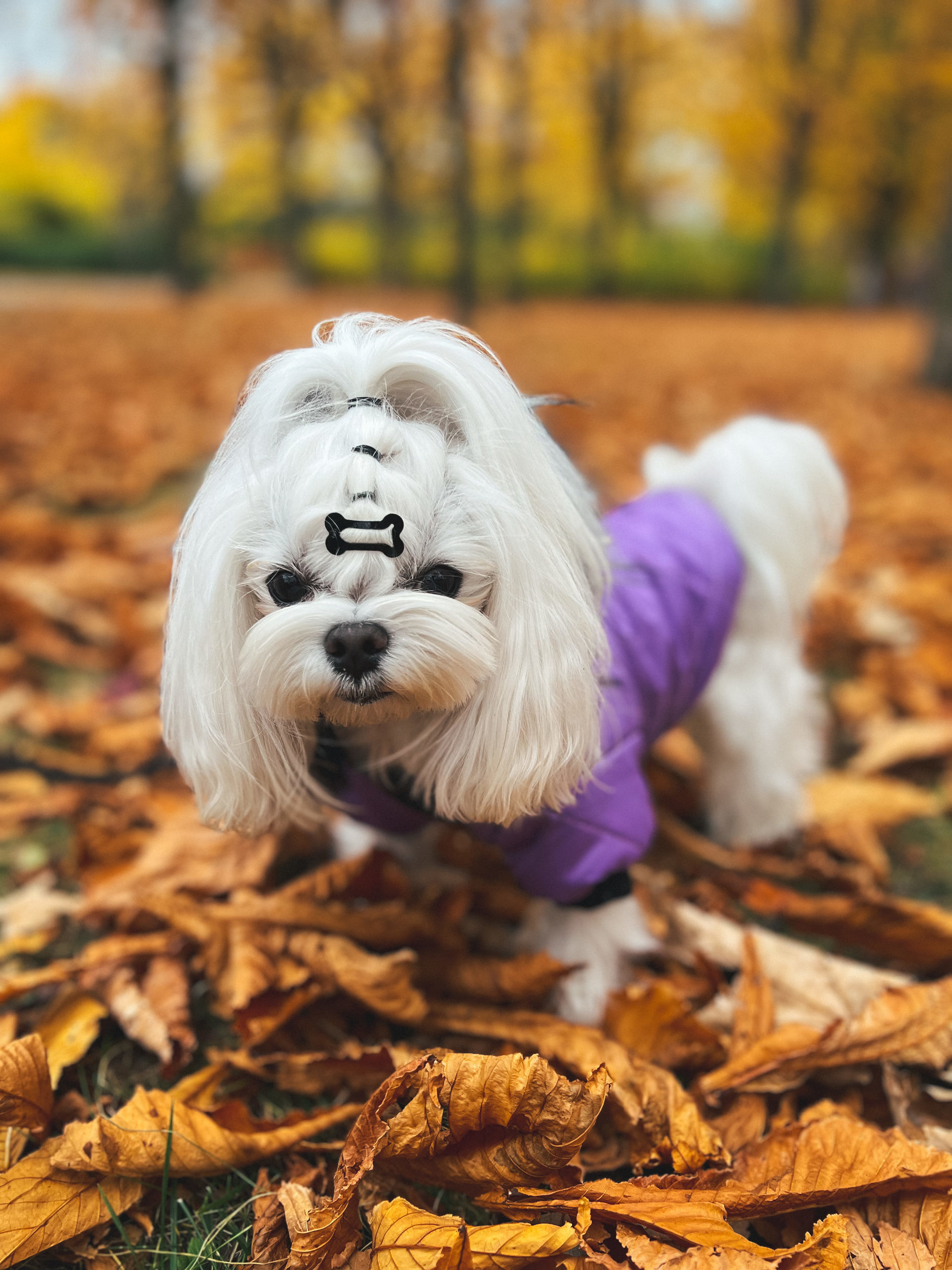 Violet 10