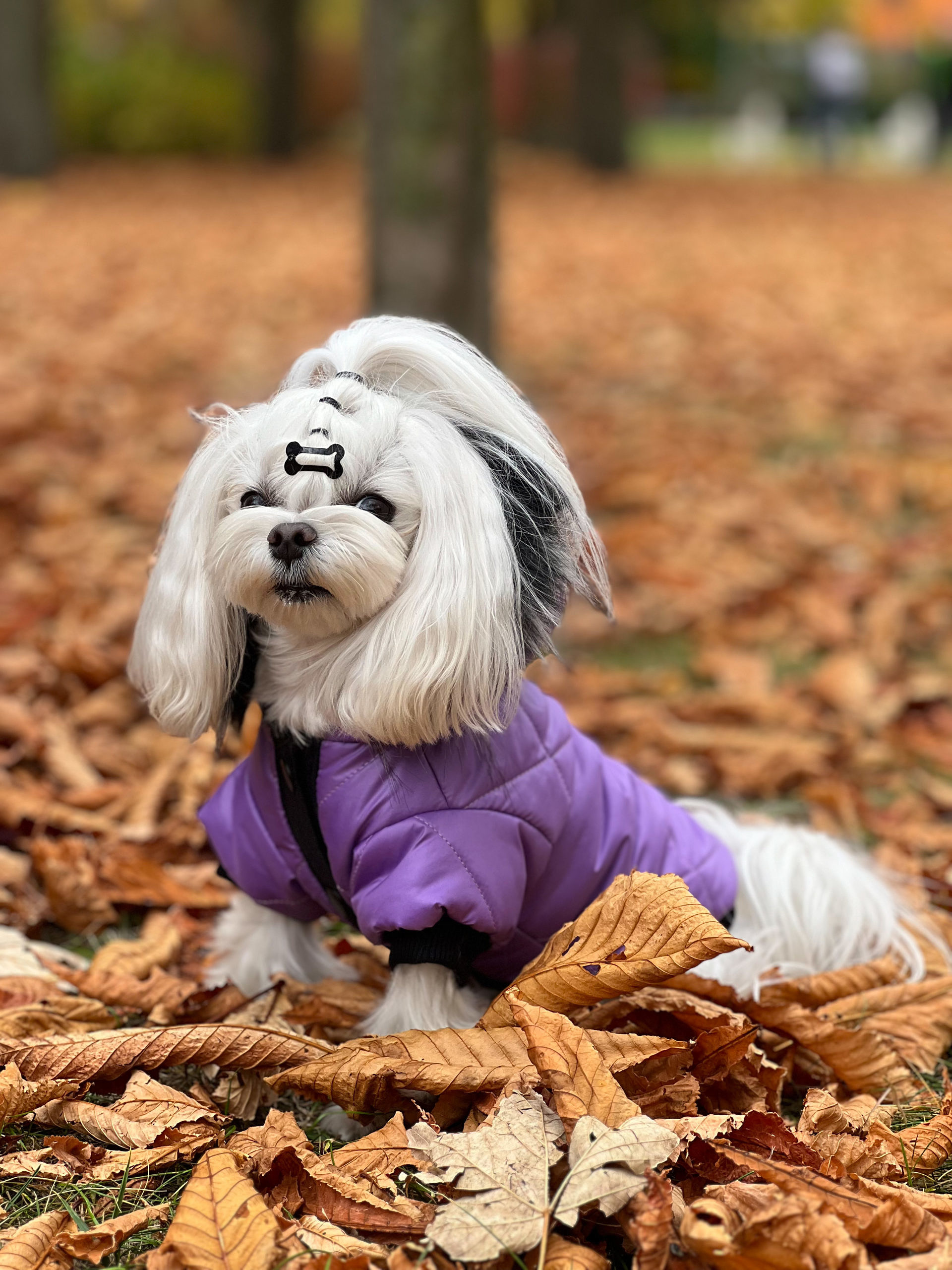 Violet 11