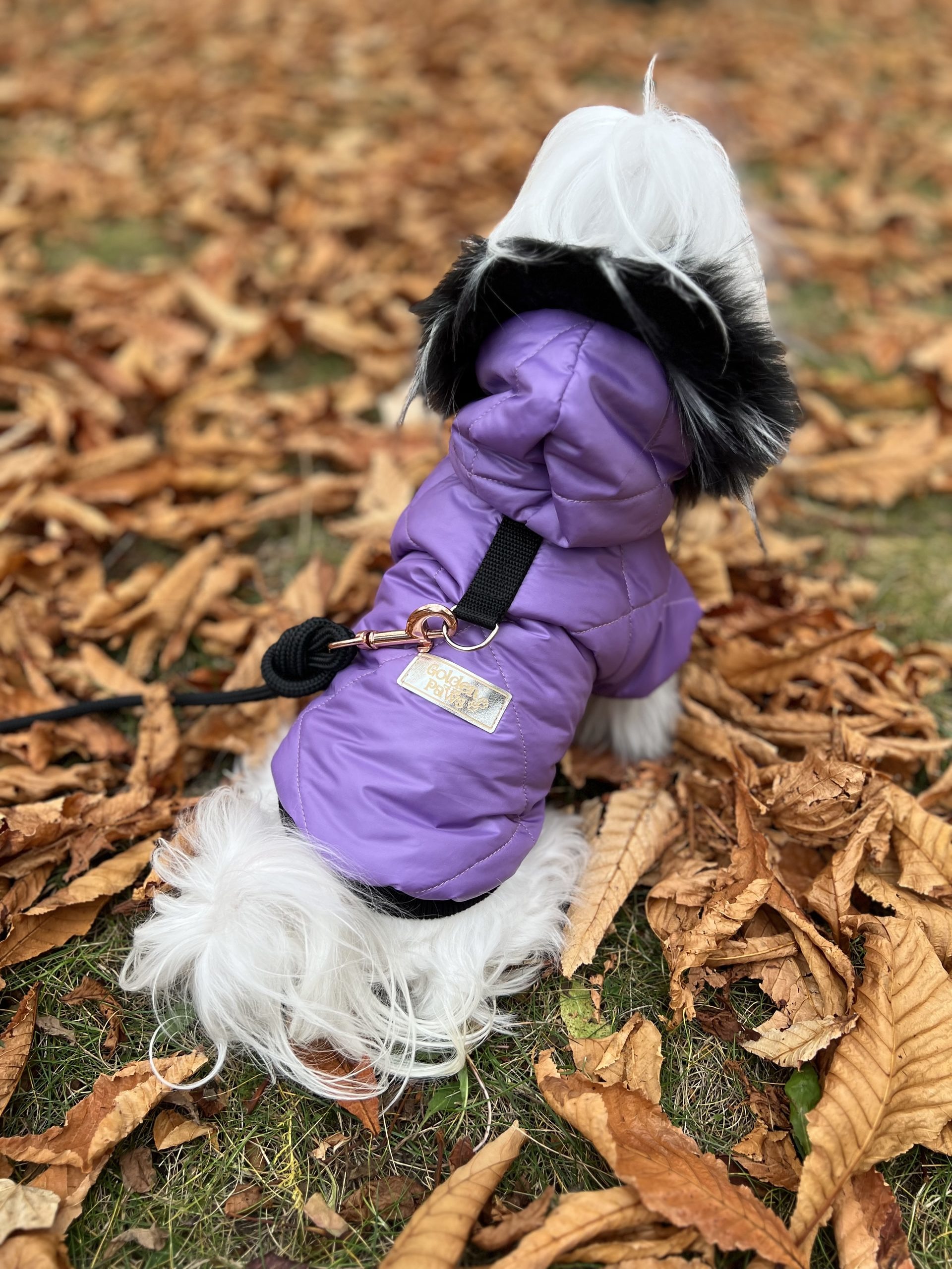 Violet 4