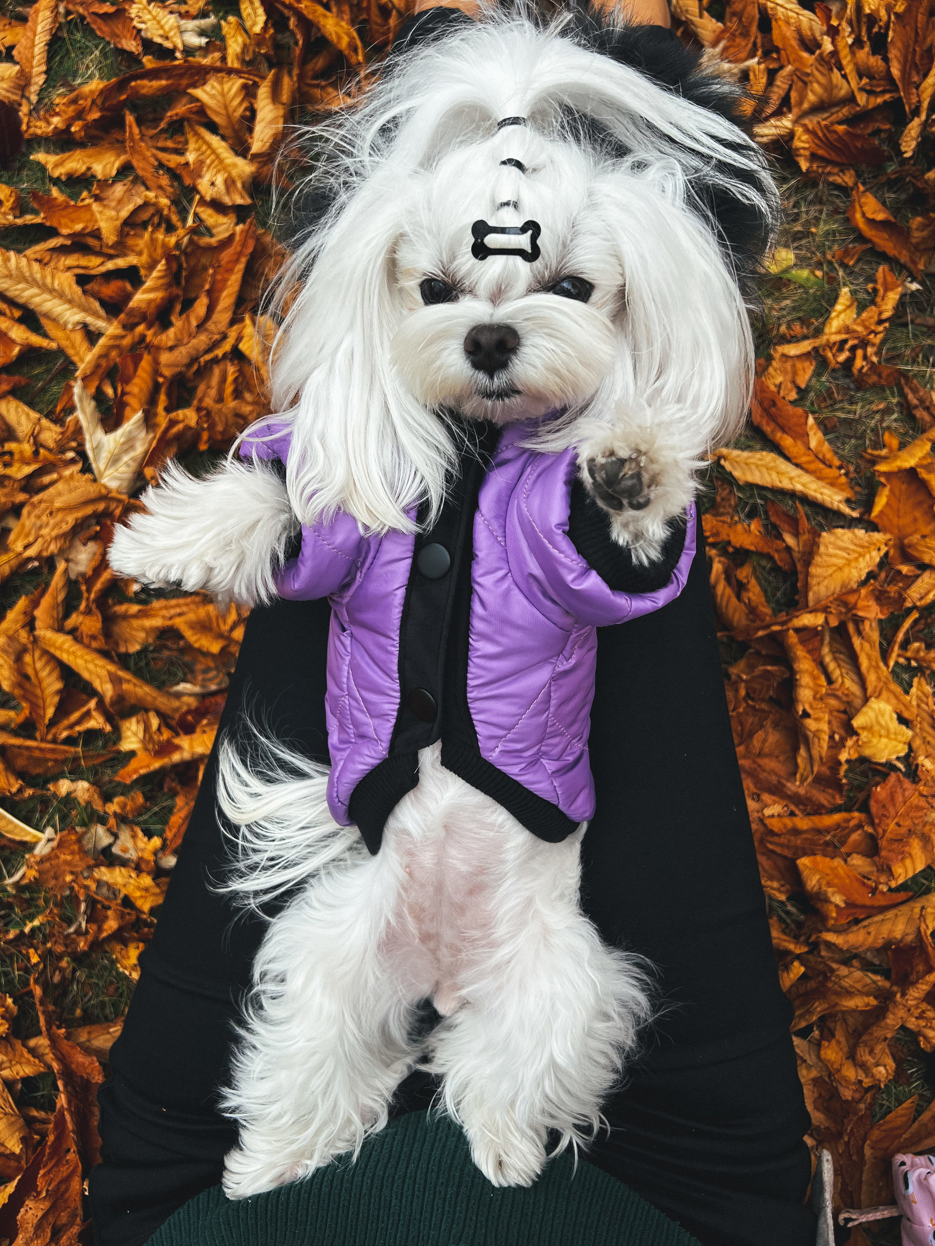 Violet 6