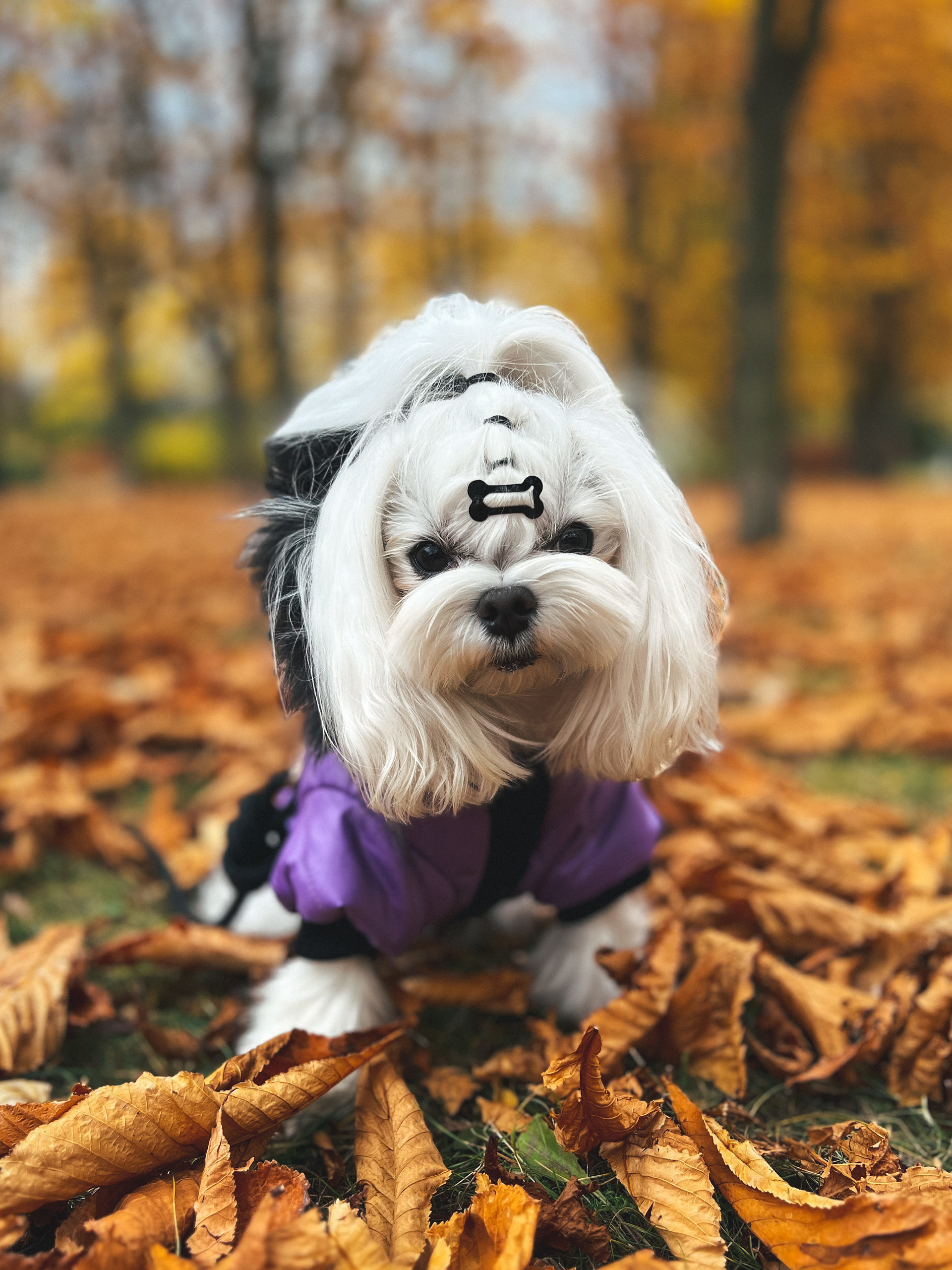 Violet 7