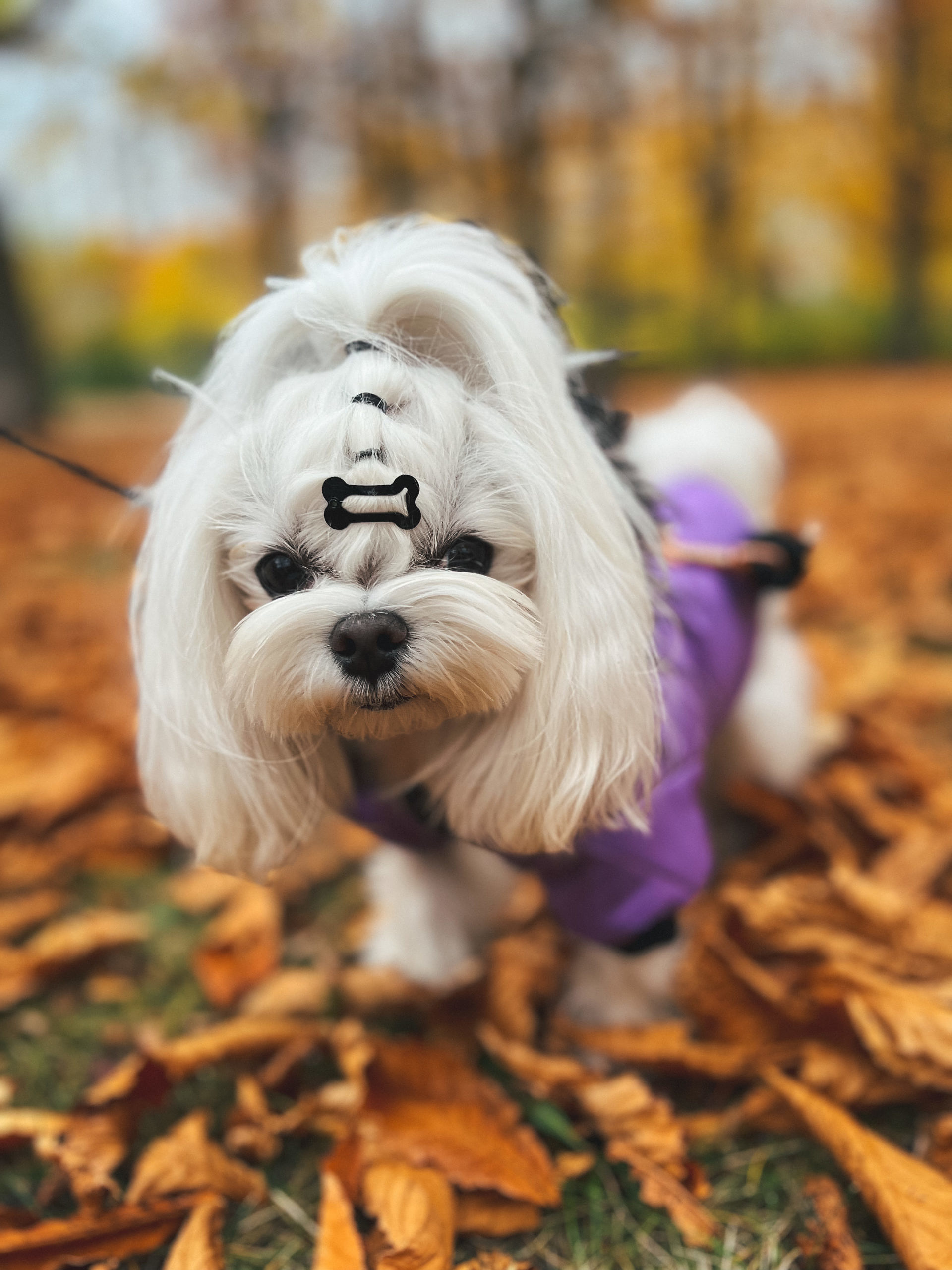 Violet 8