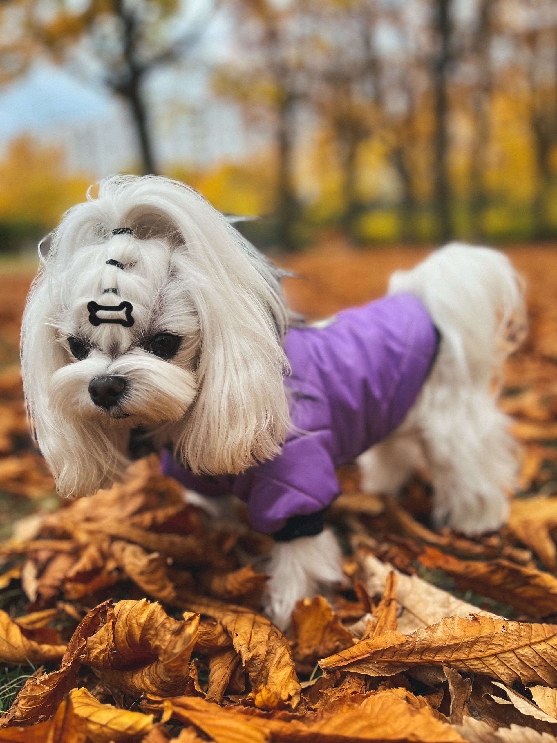 Violet 9