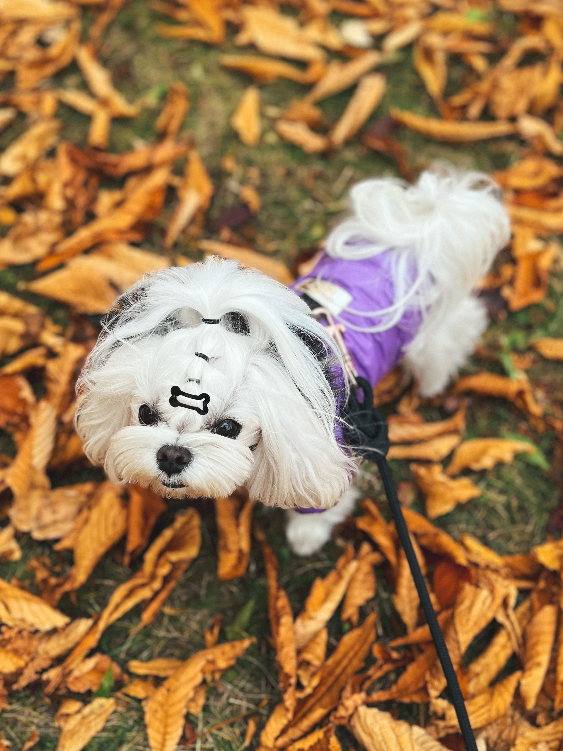 Violet