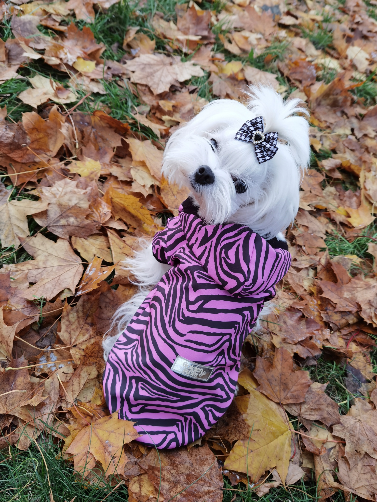 Fuchsia