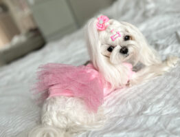 pinkssos