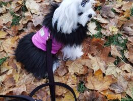 fuchsia winky