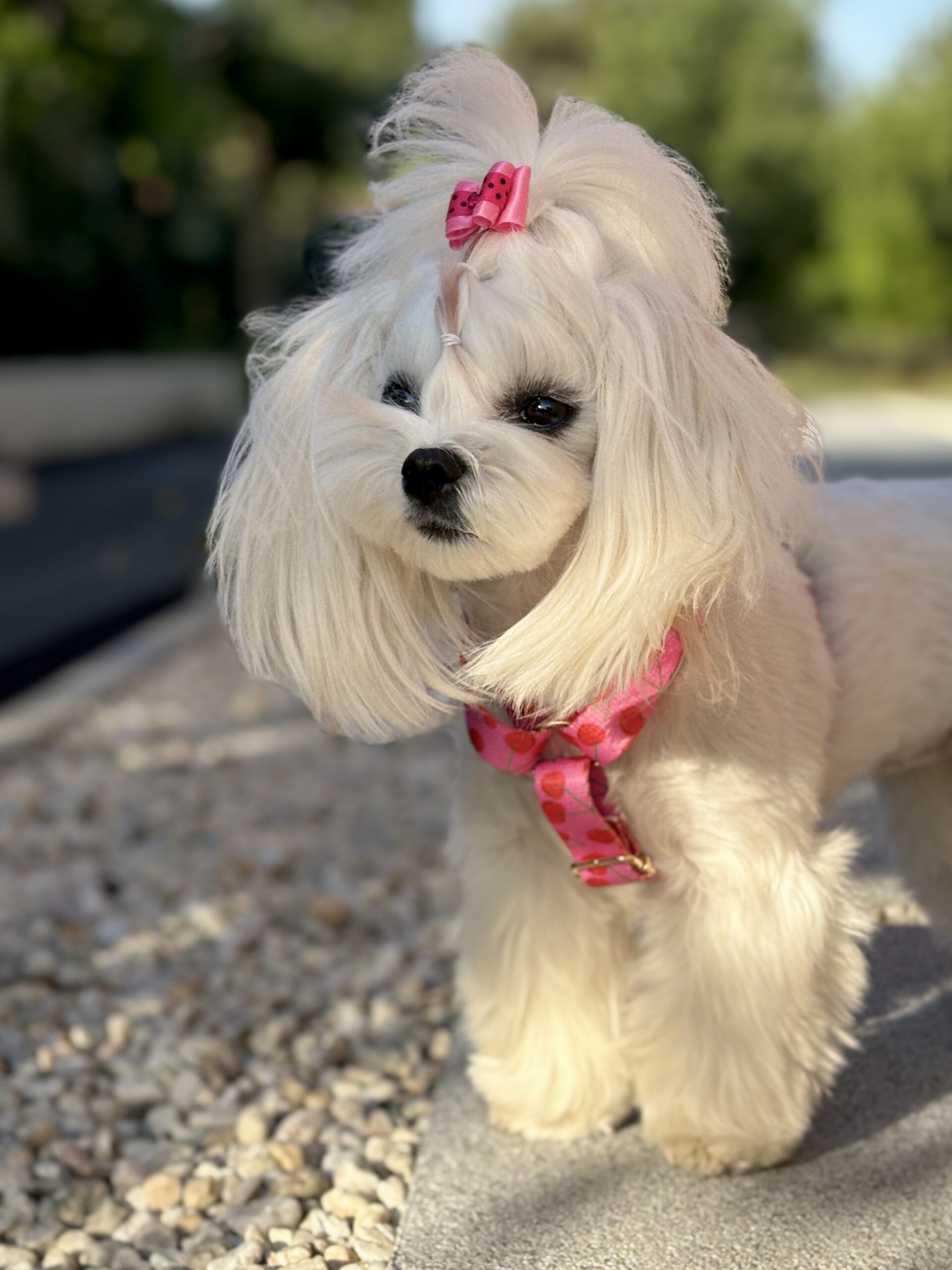 Pinko 1