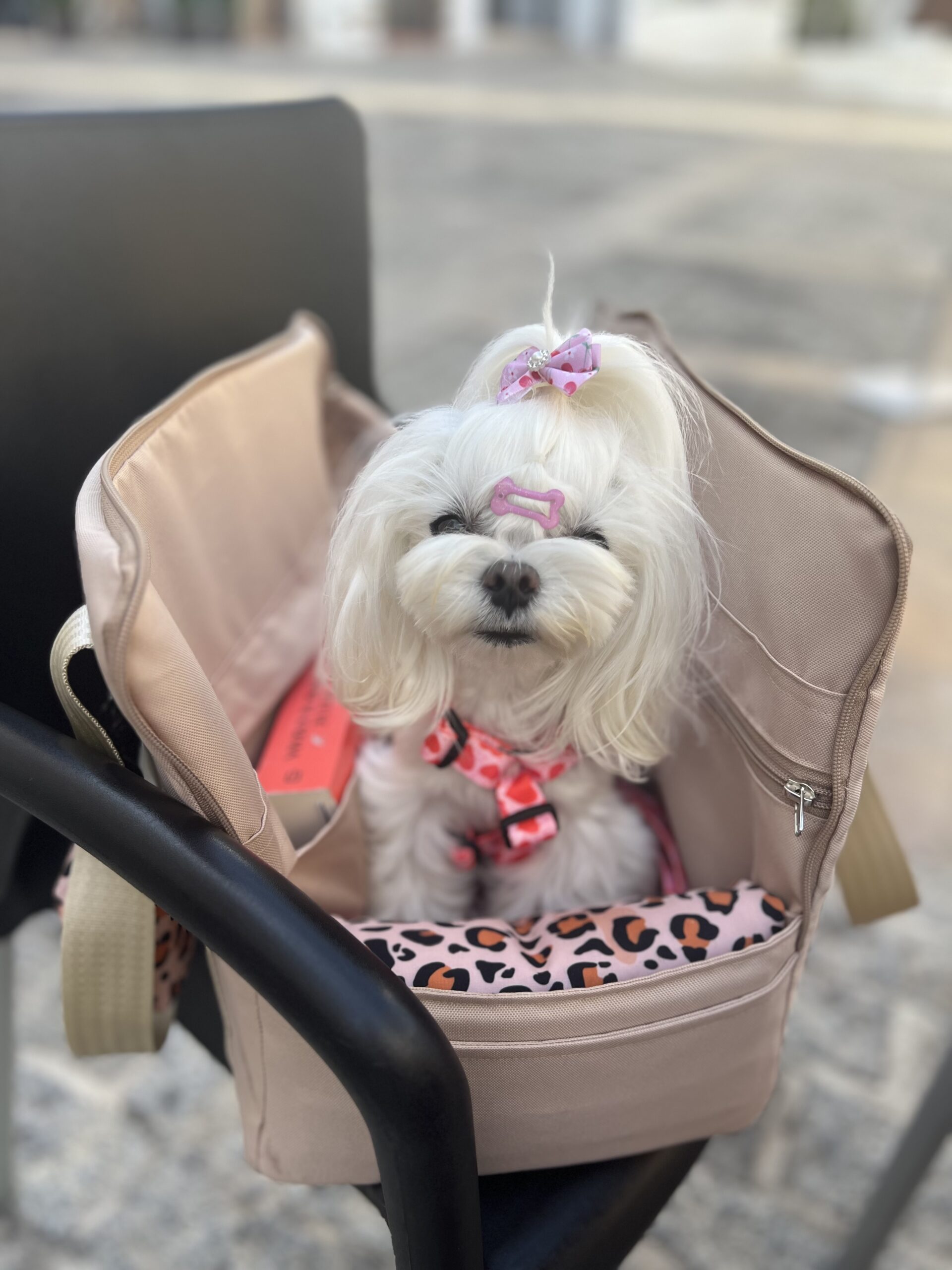 Mia Alicante 2